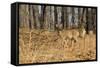 White-Tailed Deer in Late Winter, Pennsylvania-null-Framed Stretched Canvas