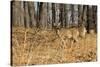 White-Tailed Deer in Late Winter, Pennsylvania-null-Stretched Canvas