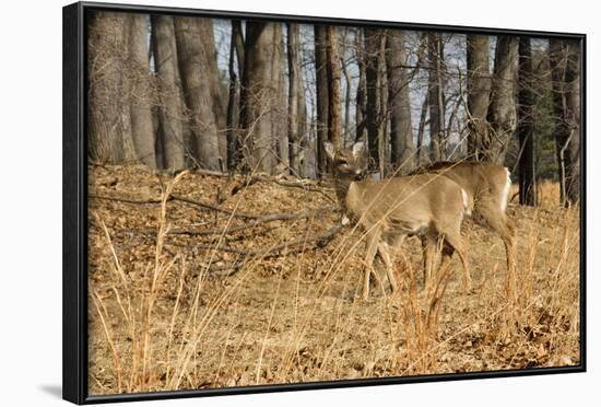 White-Tailed Deer in Late Winter, Pennsylvania-null-Framed Photographic Print