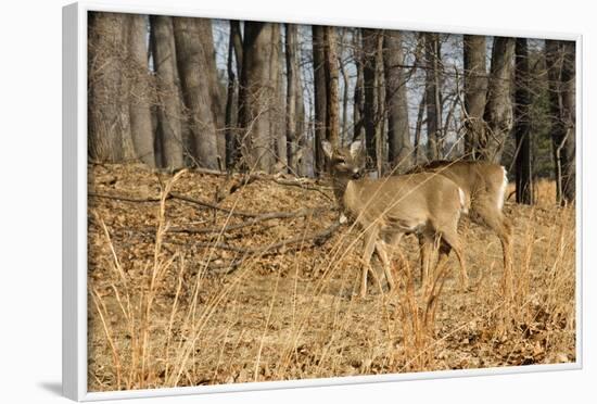 White-Tailed Deer in Late Winter, Pennsylvania-null-Framed Photographic Print