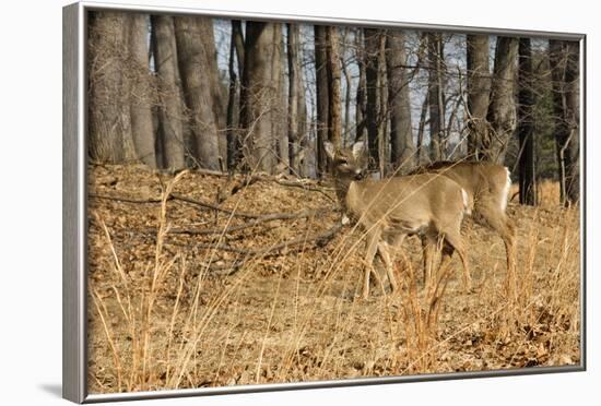 White-Tailed Deer in Late Winter, Pennsylvania-null-Framed Photographic Print