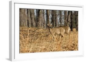 White-Tailed Deer in Late Winter, Pennsylvania-null-Framed Photographic Print