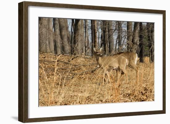 White-Tailed Deer in Late Winter, Pennsylvania-null-Framed Photographic Print