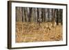 White-Tailed Deer in Late Winter, Pennsylvania-null-Framed Photographic Print