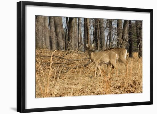 White-Tailed Deer in Late Winter, Pennsylvania-null-Framed Photographic Print