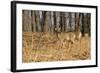 White-Tailed Deer in Late Winter, Pennsylvania-null-Framed Photographic Print