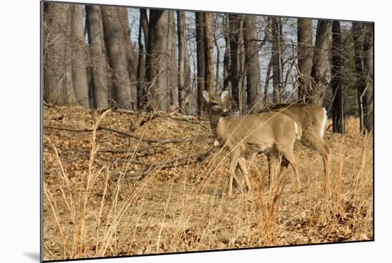 White-Tailed Deer in Late Winter, Pennsylvania-null-Mounted Photographic Print
