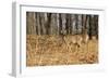 White-Tailed Deer in Late Winter, Pennsylvania-null-Framed Photographic Print