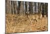 White-Tailed Deer in Late Winter, Pennsylvania-null-Mounted Photographic Print