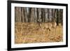 White-Tailed Deer in Late Winter, Pennsylvania-null-Framed Photographic Print