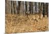 White-Tailed Deer in Late Winter, Pennsylvania-null-Mounted Photographic Print