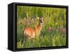 White-Tailed Deer in Wildflowers and Tall Grass, Oklahoma, USA-Larry Ditto-Framed Stretched Canvas