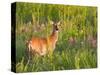 White-Tailed Deer in Wildflowers and Tall Grass, Oklahoma, USA-Larry Ditto-Stretched Canvas