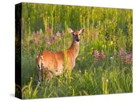 White-Tailed Deer in Wildflowers and Tall Grass, Oklahoma, USA-Larry Ditto-Stretched Canvas