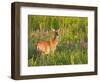 White-Tailed Deer in Wildflowers and Tall Grass, Oklahoma, USA-Larry Ditto-Framed Photographic Print