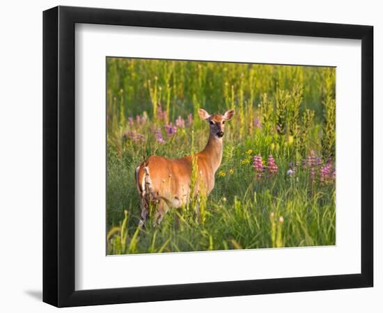 White-Tailed Deer in Wildflowers and Tall Grass, Oklahoma, USA-Larry Ditto-Framed Photographic Print