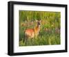 White-Tailed Deer in Wildflowers and Tall Grass, Oklahoma, USA-Larry Ditto-Framed Photographic Print