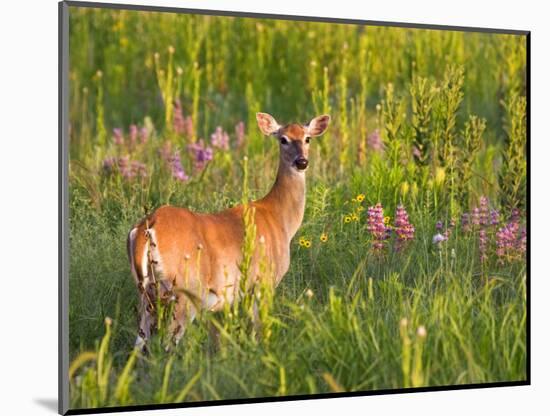 White-Tailed Deer in Wildflowers and Tall Grass, Oklahoma, USA-Larry Ditto-Mounted Photographic Print
