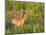 White-Tailed Deer in Wildflowers and Tall Grass, Oklahoma, USA-Larry Ditto-Mounted Photographic Print