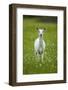 White-tailed deer, leucistic white doe, New York, USA-John Cancalosi-Framed Photographic Print