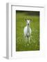 White-tailed deer, leucistic white doe, New York, USA-John Cancalosi-Framed Photographic Print