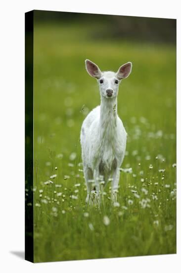 White-tailed deer, leucistic white doe, New York, USA-John Cancalosi-Stretched Canvas
