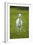 White-tailed deer, leucistic white doe, New York, USA-John Cancalosi-Framed Photographic Print