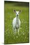 White-tailed deer, leucistic white doe, New York, USA-John Cancalosi-Mounted Photographic Print