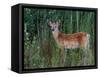 White-tailed Deer, National Bison Range, Montana, USA-Art Wolfe-Framed Stretched Canvas