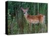 White-tailed Deer, National Bison Range, Montana, USA-Art Wolfe-Stretched Canvas