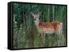 White-tailed Deer, National Bison Range, Montana, USA-Art Wolfe-Framed Stretched Canvas