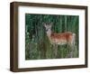 White-tailed Deer, National Bison Range, Montana, USA-Art Wolfe-Framed Photographic Print