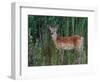 White-tailed Deer, National Bison Range, Montana, USA-Art Wolfe-Framed Photographic Print