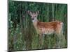 White-tailed Deer, National Bison Range, Montana, USA-Art Wolfe-Mounted Photographic Print