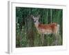 White-tailed Deer, National Bison Range, Montana, USA-Art Wolfe-Framed Photographic Print