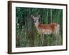 White-tailed Deer, National Bison Range, Montana, USA-Art Wolfe-Framed Photographic Print