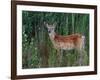 White-tailed Deer, National Bison Range, Montana, USA-Art Wolfe-Framed Photographic Print
