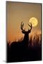 White-Tailed Deer (Odocoileus Virginianus) at Harvest Moon, Texas, USA-Larry Ditto-Mounted Photographic Print