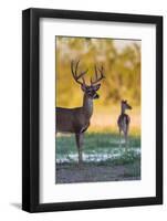 White-tailed Deer (Odocoileus virginianus) buck and doe at sunset-Larry Ditto-Framed Photographic Print