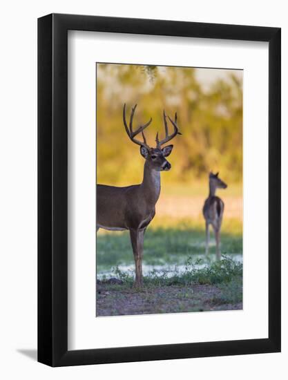 White-tailed Deer (Odocoileus virginianus) buck and doe at sunset-Larry Ditto-Framed Photographic Print