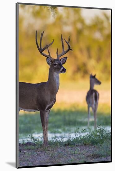 White-tailed Deer (Odocoileus virginianus) buck and doe at sunset-Larry Ditto-Mounted Photographic Print