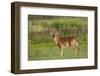 White-tailed deer (Odocoileus virginianus) buck with antlers in velvet.-Larry Ditto-Framed Photographic Print