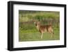 White-tailed deer (Odocoileus virginianus) buck with antlers in velvet.-Larry Ditto-Framed Photographic Print