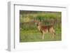 White-tailed deer (Odocoileus virginianus) buck with antlers in velvet.-Larry Ditto-Framed Photographic Print