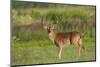 White-tailed deer (Odocoileus virginianus) buck with antlers in velvet.-Larry Ditto-Mounted Photographic Print