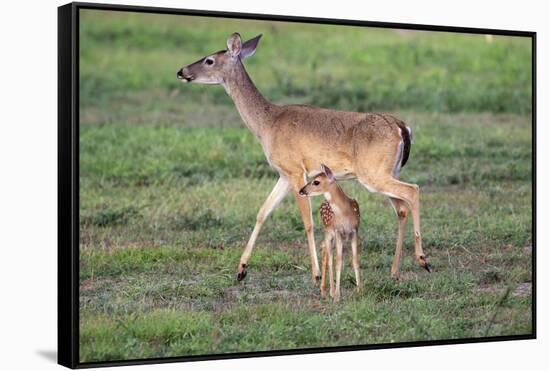 White-tailed deer (Odocoileus virginianus) doe and fawn.-Larry Ditto-Framed Stretched Canvas