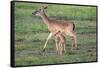 White-tailed deer (Odocoileus virginianus) doe and fawn.-Larry Ditto-Framed Stretched Canvas