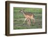 White-tailed deer (Odocoileus virginianus) doe and fawn.-Larry Ditto-Framed Photographic Print
