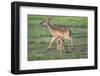 White-tailed deer (Odocoileus virginianus) doe and fawn.-Larry Ditto-Framed Photographic Print