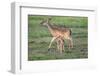 White-tailed deer (Odocoileus virginianus) doe and fawn.-Larry Ditto-Framed Photographic Print